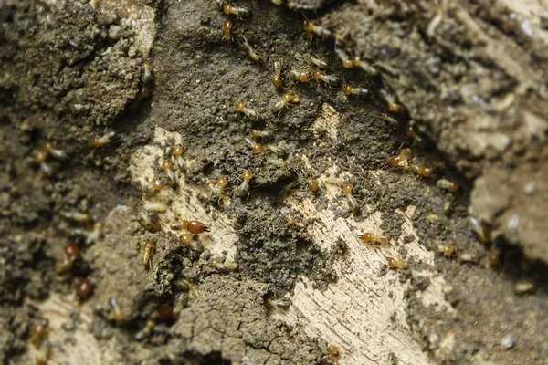 Termites Colony — Stock Photo, Image