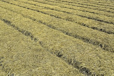 Organik sebze araziler