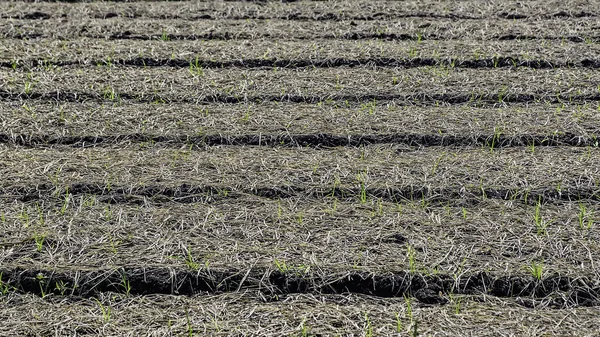 Lotes Cultivados — Fotografia de Stock