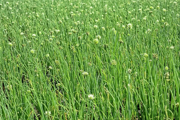 Plantacji cebuli — Zdjęcie stockowe