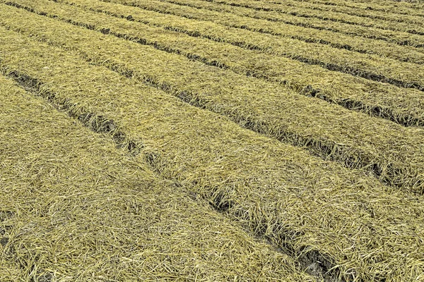 Soil Texture — Stock Photo © tonyoquias #6284240