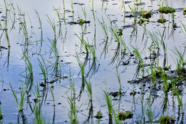 Türkiye pirinç fidan