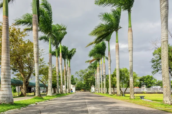 Palm bekleed weg — Stockfoto