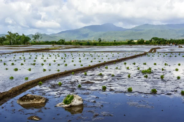 Filippine Riso Paddy — Foto Stock