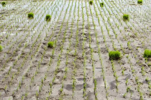 Reisfelder — Stockfoto