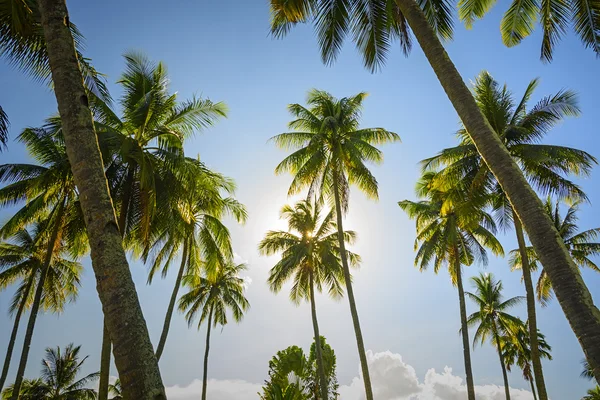 Sunrise Towering Trees — Stock Photo, Image