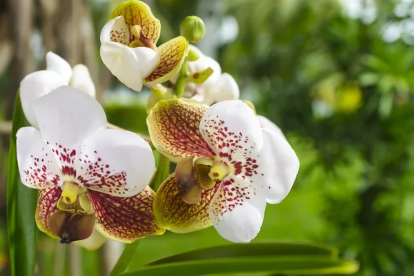 Asiatique orchidée Vanda — Photo
