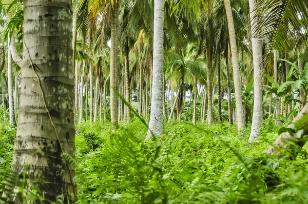 Plantação de coco — Fotografia de Stock