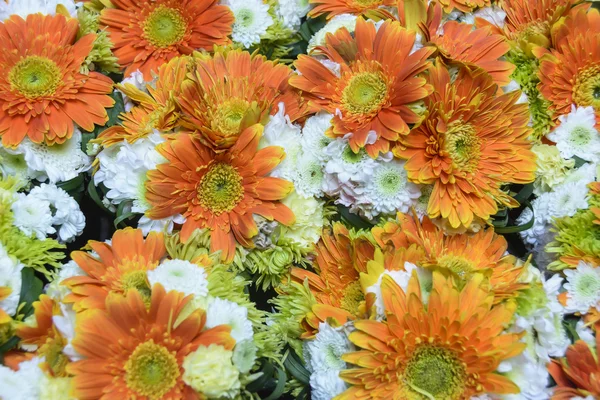 Orange Daisies — Stock Photo, Image