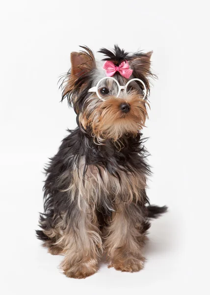 Yorkshire terrier in brille mit rosa schleife sitzt auf weißem hintergrund — Stockfoto