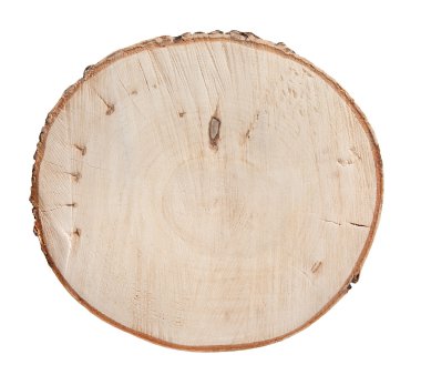 Huş ağacı bir dilim doku