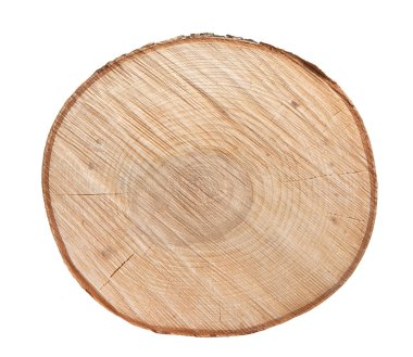 Bir huş ağacı bir dilim doku 