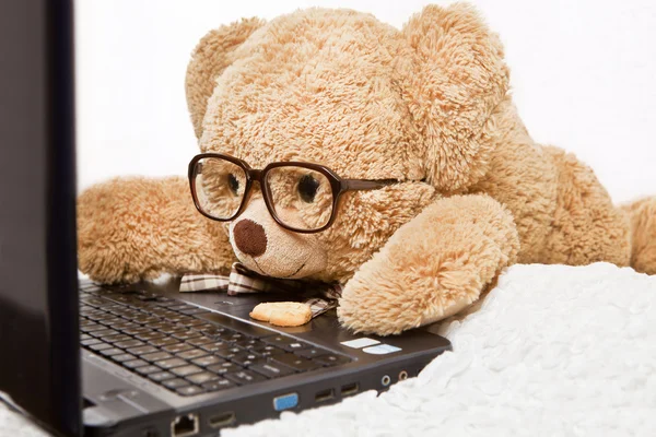 Divertido oso con gafas acostado trabajando en el ordenador — Foto de Stock