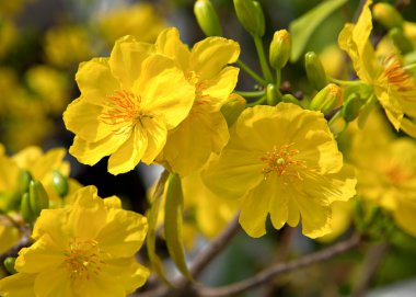Sarı kayısı çiçek Güney