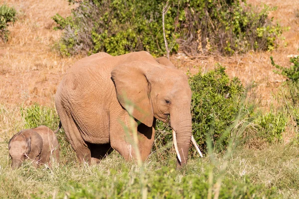 Olifant in Kenia Tsavo National Park — Stockfoto