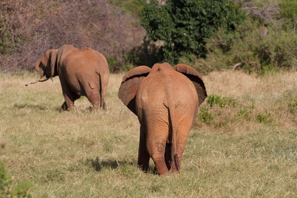 Afrikaanse olifanten in de savana — Stockfoto