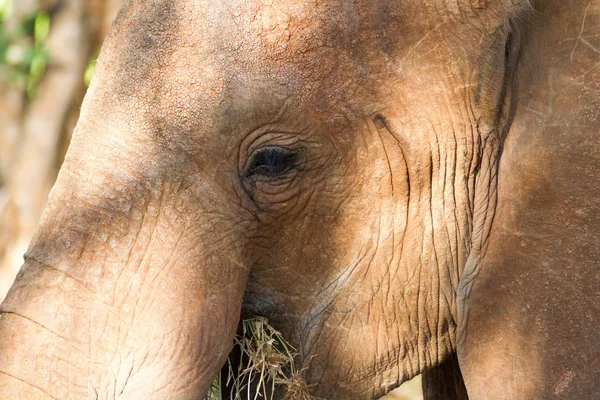 Afrikaanse olifanten in de savana — Stockfoto
