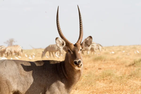 Male Kobus defassa - Tsavo, Kenya — Stock Photo, Image