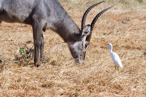 Male Kobus defassa with bird - Tsavo, Kenya — Stock Photo, Image