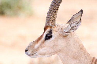 Cervicapra (bohor reedbuck), Orta Afrika'nın antilop.