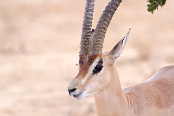 Cervicapra (bohor reedbuck), antelope of central Africa. — Stock Photo, Image
