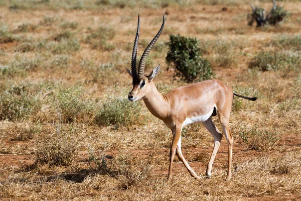 Cervicapra (bohor reedbuck), antelope of central Africa. — Stock Photo, Image