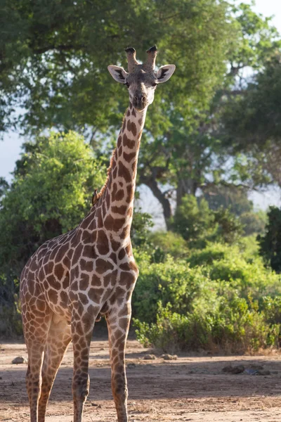 Giraffa en Kenia Parque Nacional Tasvo — Foto de Stock