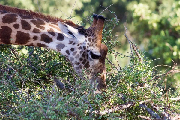 Giraffa in Kenya Parco nazionale di Tasvo — Foto Stock