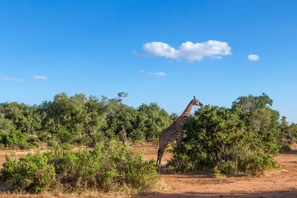 Giraffa in Kenya Parco nazionale di Tasvo — Foto Stock