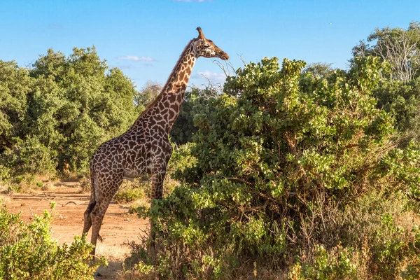 Giraffa in Kenya Parco nazionale di Tasvo — Foto Stock