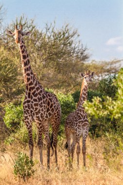 Zürafalar Kenya Tasvo Ulusal Park Kenya Tasvo Ulusal PA