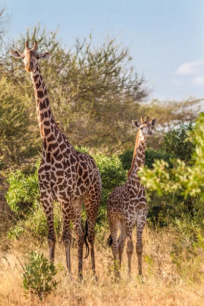 Жирафи в Кенії Tasvo Національний парк в Кенії Tasvo національної ПА — стокове фото