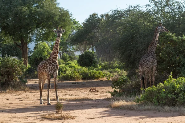 Giraffe in Kenya Parco nazionale di Tasvo — Foto Stock