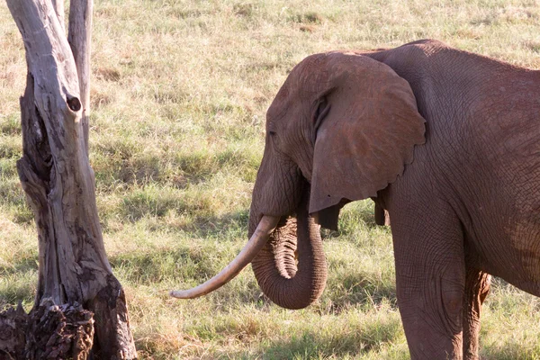 Afrikaanse olifant in de savana — Stockfoto