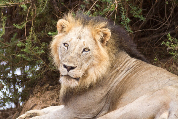 Lion om Tsavo National Park in Kenya