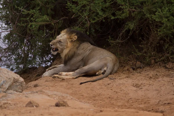 Lion om tsavo nationalpark in kenia — Stockfoto