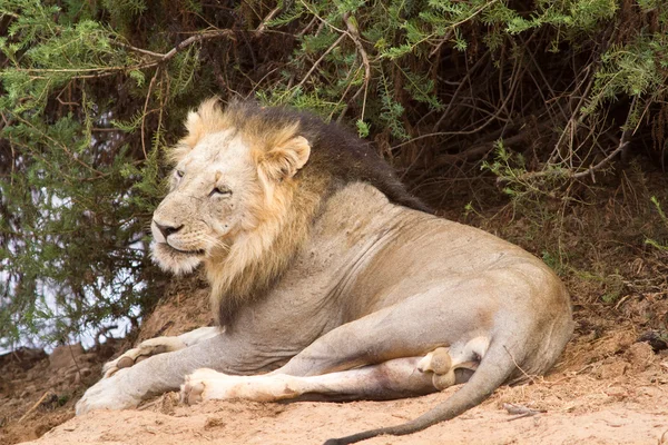 Lion om Tsavo National Park in Kenya — Stock Photo, Image