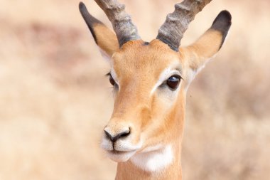Impala on Tsavo Natioanl Park - Kenya