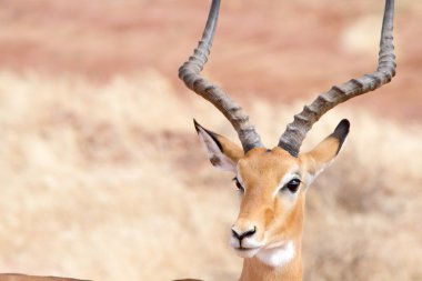 Impala on Tsavo Natioanl Park - Kenya