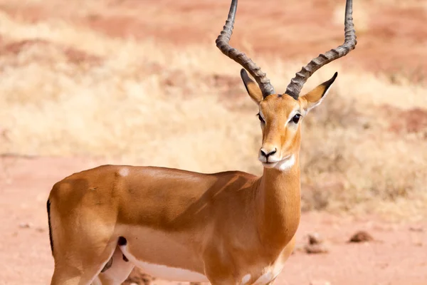 Impala on Tsavo Natioanl Park - Kenya — Stock Photo, Image