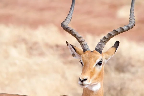 Impala op Tsavo Natioanl Park - Kenia — Stockfoto