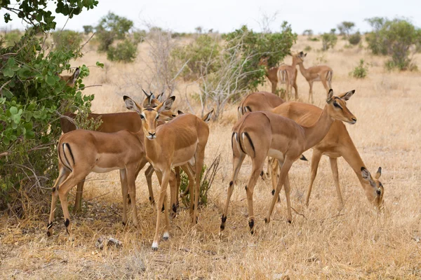 Group of impala in Tsavo Natioanl Park — Stock Photo, Image