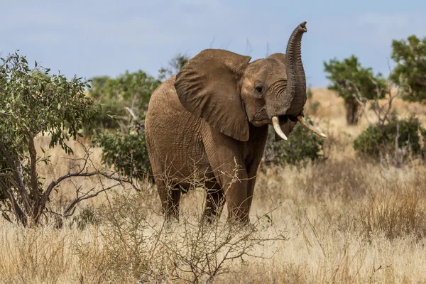 Słoń w Savana Park Narodowy Tsavo, Kenia — Zdjęcie stockowe
