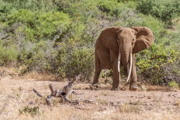 Ελέφαντας στο το Savana της εθνικό πάρκο Tsavo, Κένυα — Φωτογραφία Αρχείου