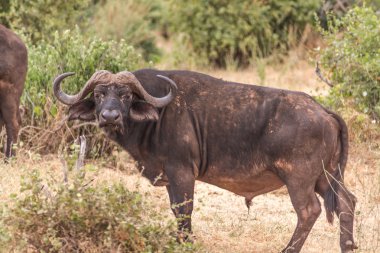 Buffalo Tsavo Milli Parkı, Kenya