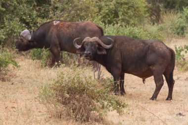Grup Buffalo tsavo Milli Parkı, Kenya