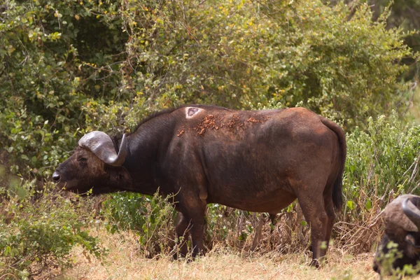 Buffalo in Tsavo National Park, Kenya — Stock Photo, Image