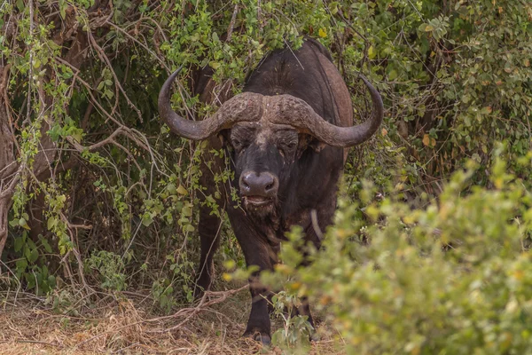 Buffalo in Tsavo National Park, Kenya — Stock Photo, Image