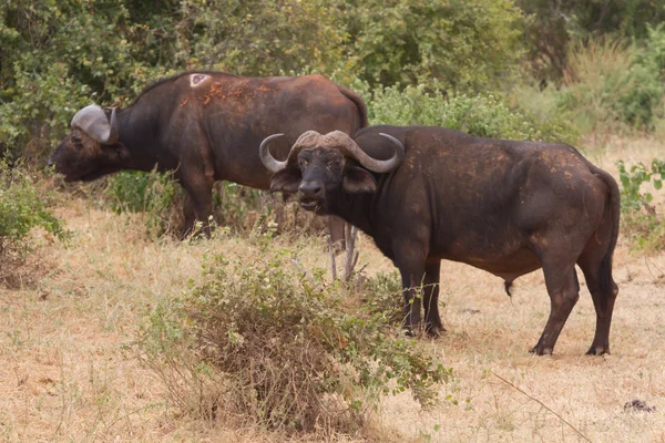 Group of Buffalo in tsavo National Park, Kenya — Stock Photo, Image