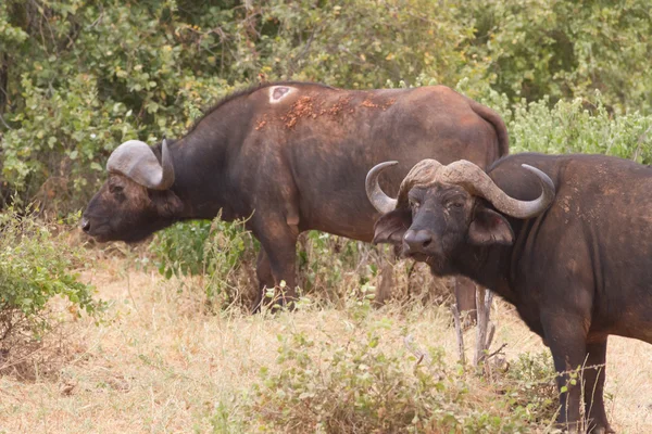 Group of Buffalo in tsavo National Park, Kenya — Stock Photo, Image